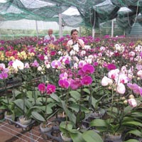 Thị trường - Tiêu dùng - Trồng lan thành công ở xứ nóng