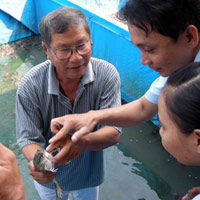 Thị trường - Tiêu dùng - Nuôi ếch - tốn ít công mà lời cao