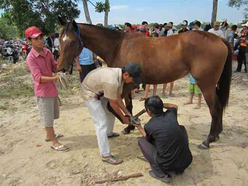 Tìm lại vó câu trường đua - 3