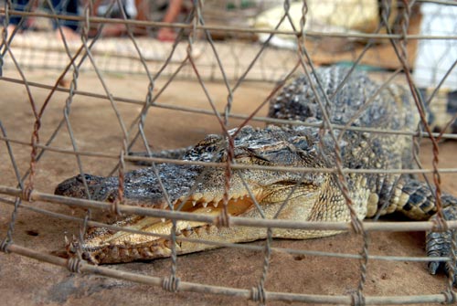 Vụ bắt được cá sấu dài 1m: Bàn giao cho kiểm lâm - 1