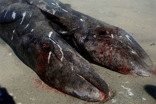 Kỳ lạ cá voi hai đầu ở Mexico - 1