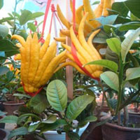 Thị trường - Tiêu dùng - Phật thủ Tây Thiên 10 triệu/cây đổ bộ Hà Nội