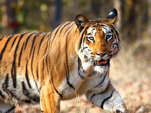Ấn Độ: Truy lùng hổ dữ ăn thịt 4 người - 1