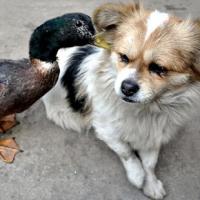 Tin tức trong ngày - Ảnh đẹp: Vịt "thì thầm" vào tai chó