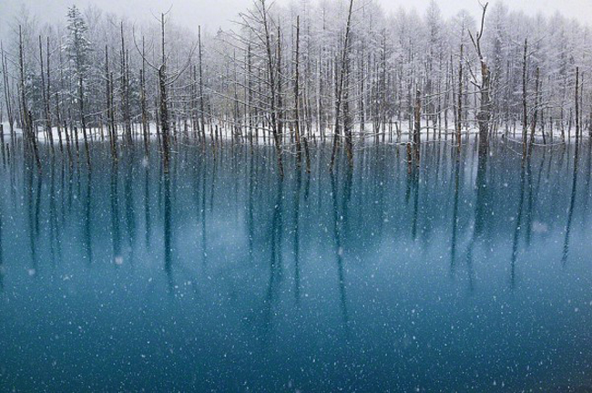 Vào mùa đông những cái cây nhô lên từ mặt hồ bị phủ đầy tuyết trắng xen lẫn với màu xanh của nước hồ trông giống như một bức tranh thiên nhiên.
