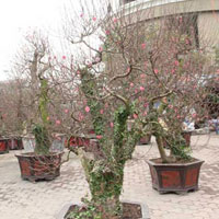 Thị trường - Tiêu dùng - Năm Ngọ, đào Nhật Tân dáng cổ "lên ngôi"