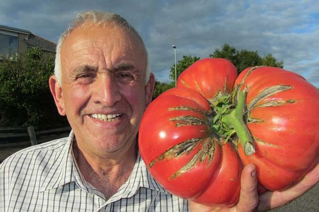 Quả cà chua nặng 2,6 kg mới đây của ông lão làm vườn Ian Neale, 70 tuổi ở Anh Quốc

