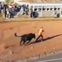 Cười 24h - Top clip hài: "Ronaldinho" lừa... bò tót