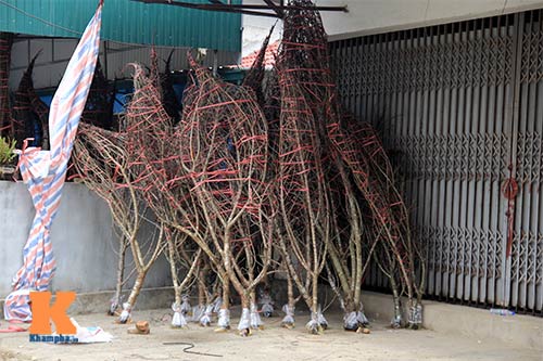Giáp tết, đi chợ đào mốc Mộc Châu - 11