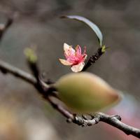 Tin tức trong ngày - Giáp tết, đi chợ đào mốc Mộc Châu