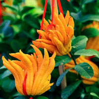 Tin tức trong ngày - Phật thủ Tây Thiên óng vàng xuống Hà Nội đón Tết