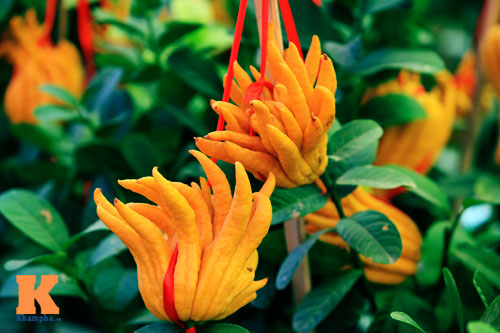 Phật thủ Tây Thiên óng vàng xuống Hà Nội đón Tết - 3