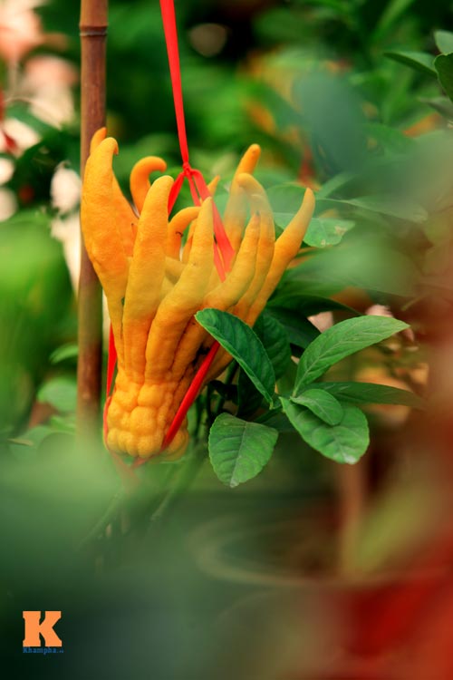 Phật thủ Tây Thiên óng vàng xuống Hà Nội đón Tết - 5