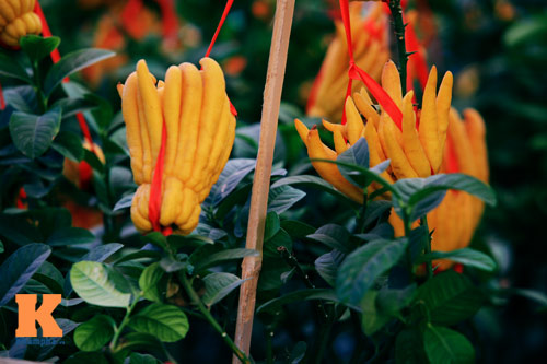 Phật thủ Tây Thiên óng vàng xuống Hà Nội đón Tết - 6