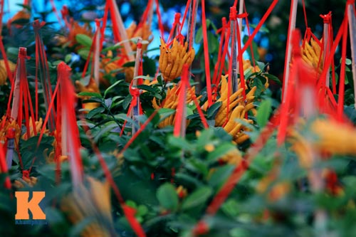 Phật thủ Tây Thiên óng vàng xuống Hà Nội đón Tết - 2