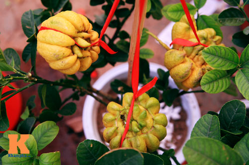 Phật thủ Tây Thiên óng vàng xuống Hà Nội đón Tết - 11