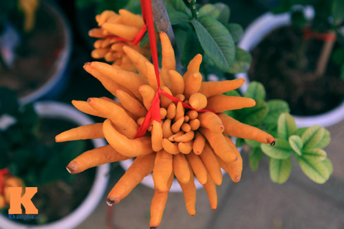 Phật thủ Tây Thiên óng vàng xuống Hà Nội đón Tết - 7