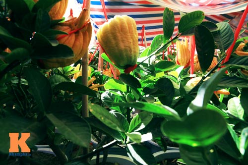 Phật thủ Tây Thiên óng vàng xuống Hà Nội đón Tết - 15