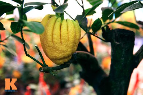 Phật thủ Tây Thiên óng vàng xuống Hà Nội đón Tết - 10