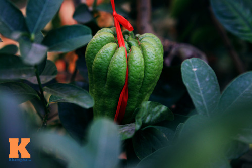 Phật thủ Tây Thiên óng vàng xuống Hà Nội đón Tết - 16