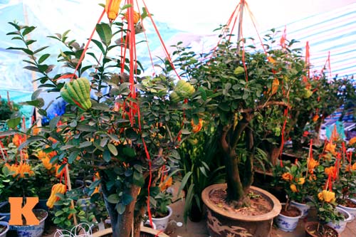 Phật thủ Tây Thiên óng vàng xuống Hà Nội đón Tết - 12