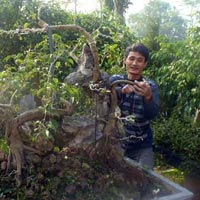 Tin tức trong ngày - Nghề cắt lá ra tiền và những nhát kéo tiền triệu