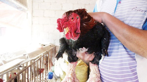 Săn lùng hàng độc ăn chơi Tết - 3