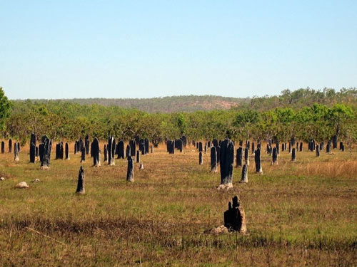 Nghĩa địa mối khổng lồ ở Australia - 2