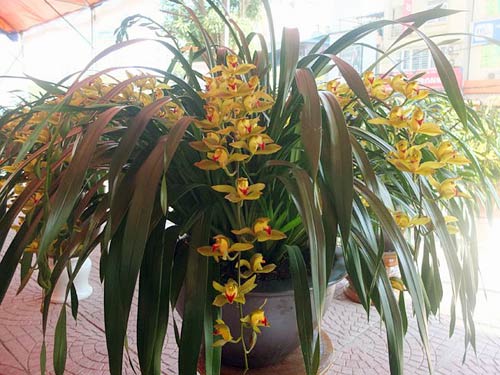 Cận Tết, địa lan Đà Lạt tăng giá 25 lần - 10