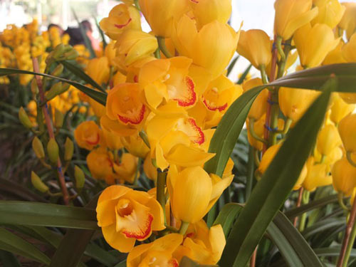 Cận Tết, địa lan Đà Lạt tăng giá 25 lần - 2