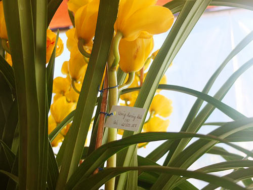 Cận Tết, địa lan Đà Lạt tăng giá 25 lần - 3