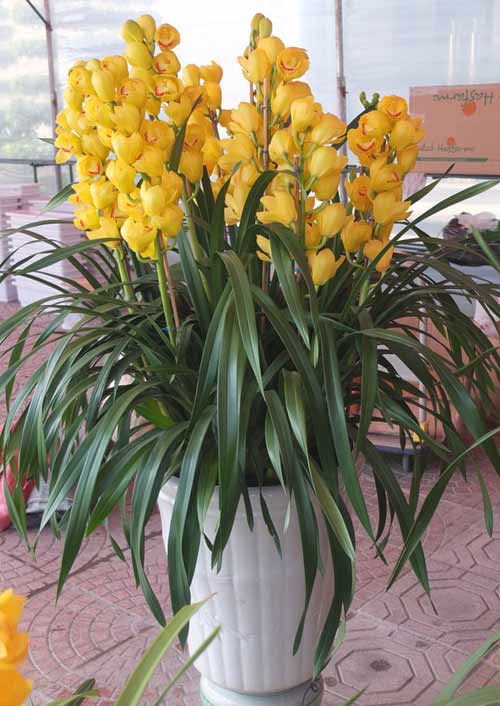 Cận Tết, địa lan Đà Lạt tăng giá 25 lần - 4