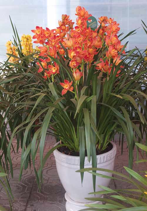 Cận Tết, địa lan Đà Lạt tăng giá 25 lần - 5