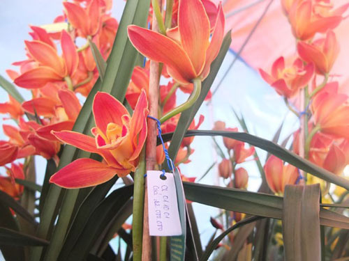 Cận Tết, địa lan Đà Lạt tăng giá 25 lần - 6