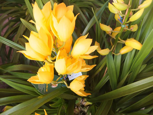 Cận Tết, địa lan Đà Lạt tăng giá 25 lần - 7