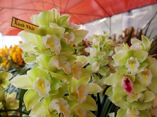 Cận Tết, địa lan Đà Lạt tăng giá 25 lần - 8