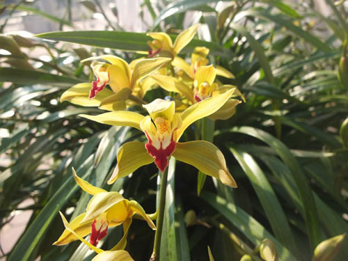 Cận Tết, địa lan Đà Lạt tăng giá 25 lần - 9