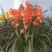 Thị trường - Tiêu dùng - Cận Tết, địa lan Đà Lạt tăng giá 25 lần