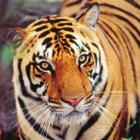 Ấn Độ: Hổ đói giết chết 7 người
