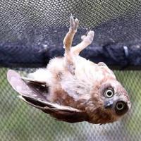 Ảnh đẹp: Chim cú vặn người tạo dáng
