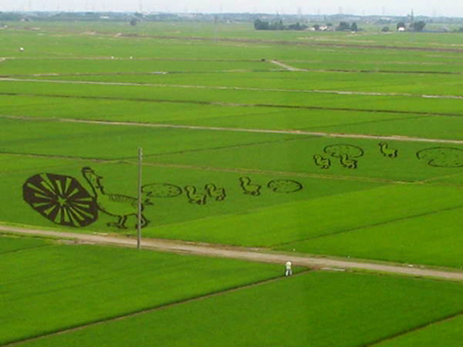 Và không phụ công những người nông dân, khi những cây lúa vươn cao, những tác phẩm nghệ thuật được phô bày khiến cho cả bầu trời phải ngưỡng mộ họ.


