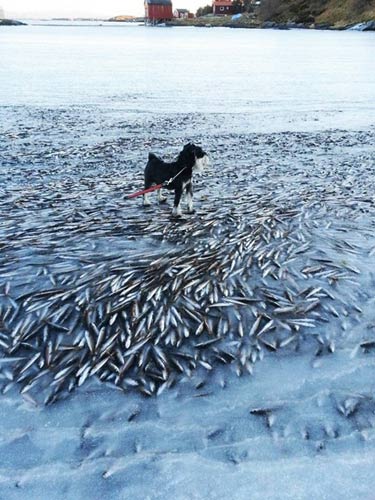 Hàng ngàn con cá đóng băng ở Na Uy - 1