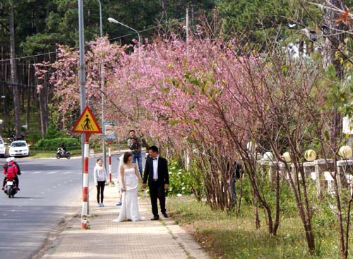 Chùm ảnh: Quyến rũ mai anh đào Đà Lạt - 8