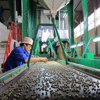 Kinh doanh - Bị truy hoàn thuế, doanh nghiệp cà phê kêu cứu