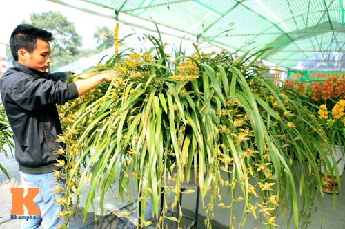 Địa lan Sapa giá khủng đón Tết - 3