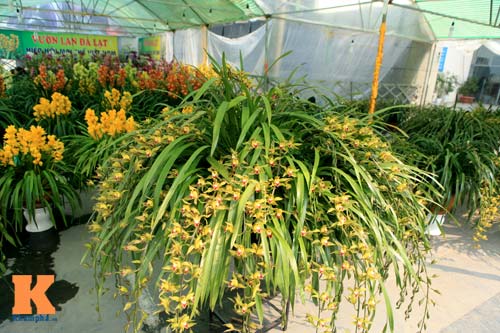 Địa lan Sapa giá khủng đón Tết - 2