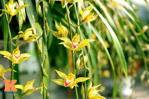 Địa lan Sapa giá khủng đón Tết - 5