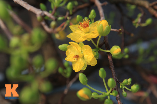 Địa lan Sapa giá khủng đón Tết - 17