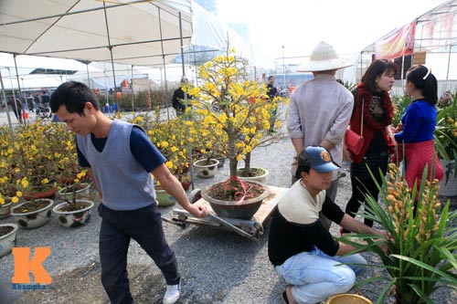 Địa lan Sapa giá khủng đón Tết - 13