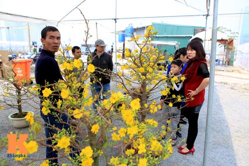 Địa lan Sapa giá khủng đón Tết - 15